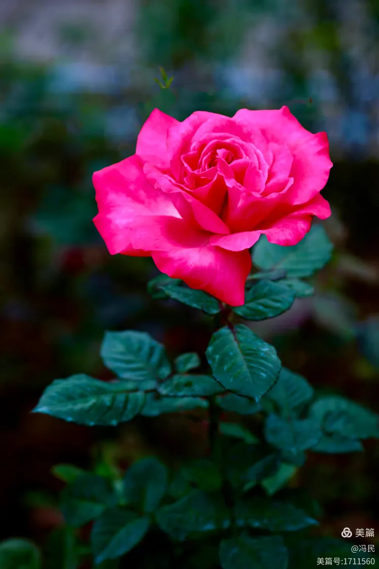 参观游览广州第三十二届园林博览会之云台花园